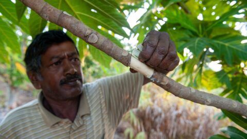 Breadfruit Multiplication in the Pacific