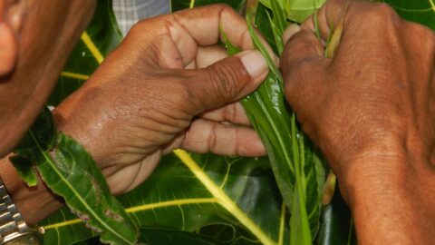 Safeguarding Breadfruit Diversity in the Pacific