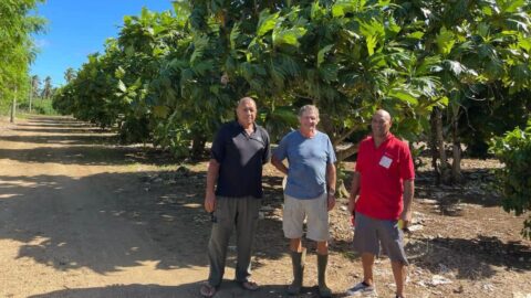 Overview of Breadfruit Traditional  Knowledge in the Pacific