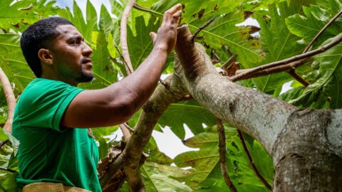 Strengthening Knowledge Systems for Breadfruit Farming in the Pacific