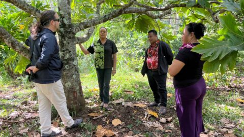 The Present State of Breadfruit Research and Development
